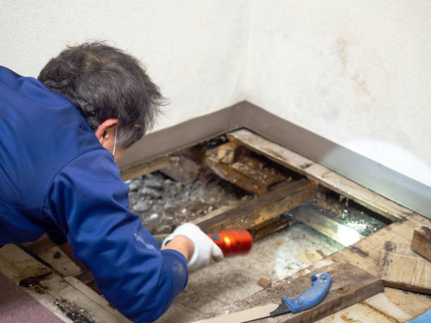 Best Residential Mold Remediation in Mansfield, MO