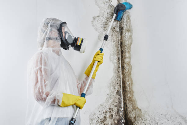 Best Insurance-Related Mold Remediation in Mansfield, MO