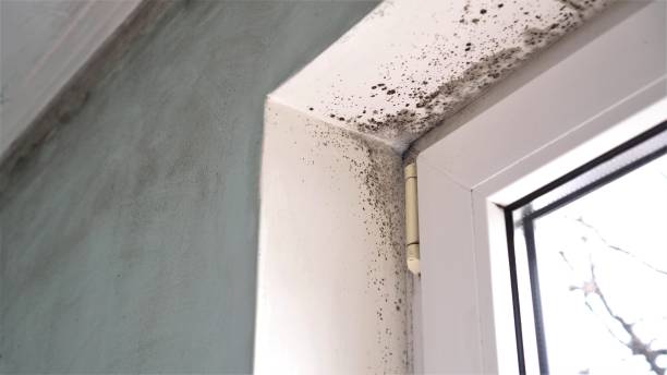 Best Mold Remediation for Specific Building Types in Mansfield, MO