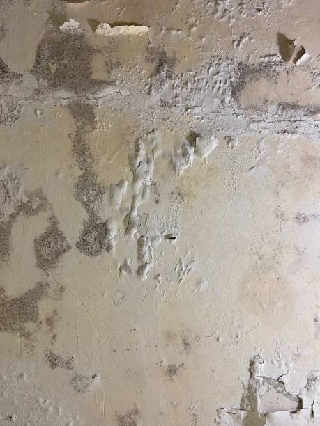 Best Kitchen Mold Remediation in Mansfield, MO
