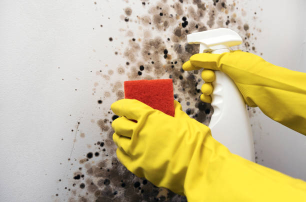 Best Bathroom Mold Remediation in Mansfield, MO