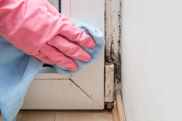 Reliable Mansfield, MO Mold Remediation Solutions