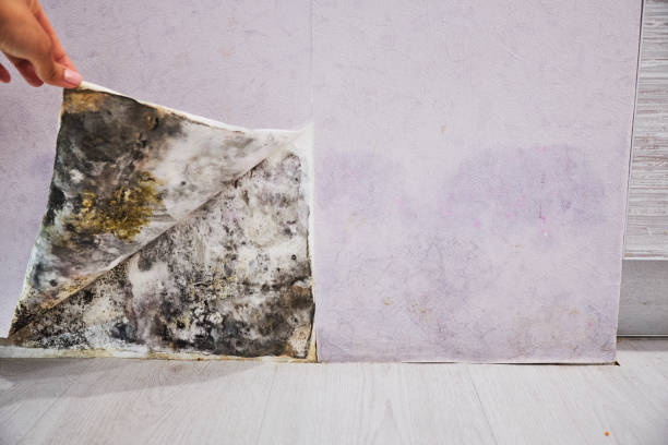 Best Residential Mold Remediation in Mansfield, MO